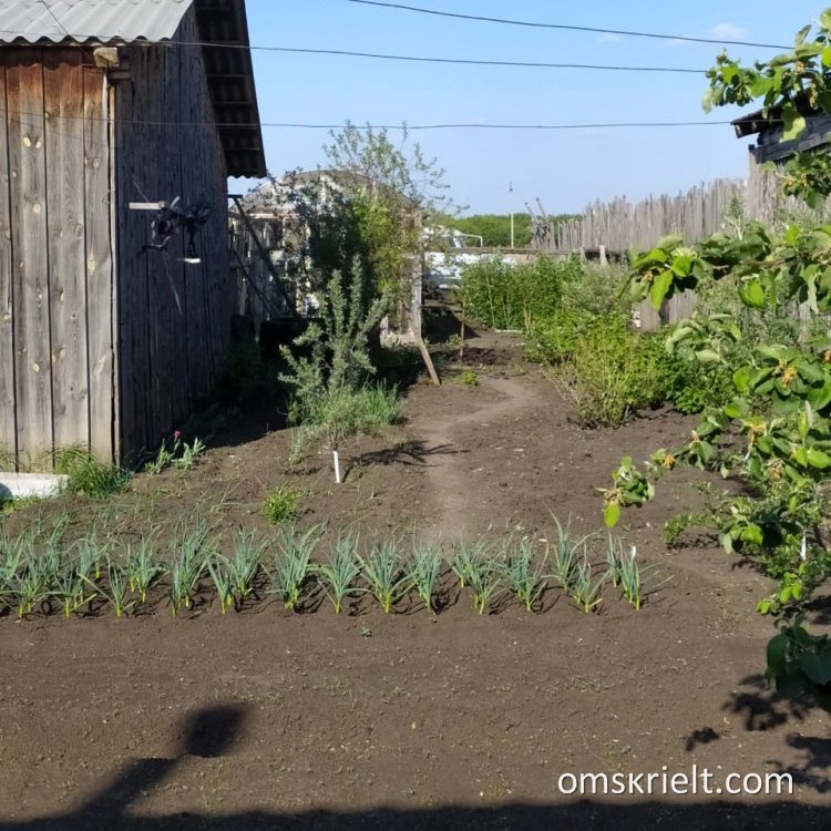 Погода сорочино омской